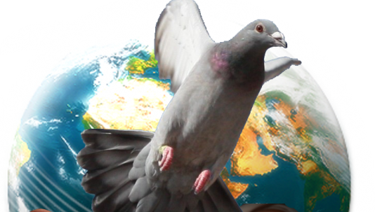 Palomas mensajeras:  un ave que ha hecho historia !!